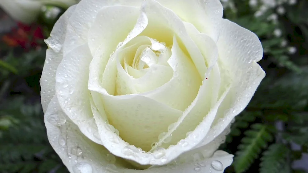 White Rose