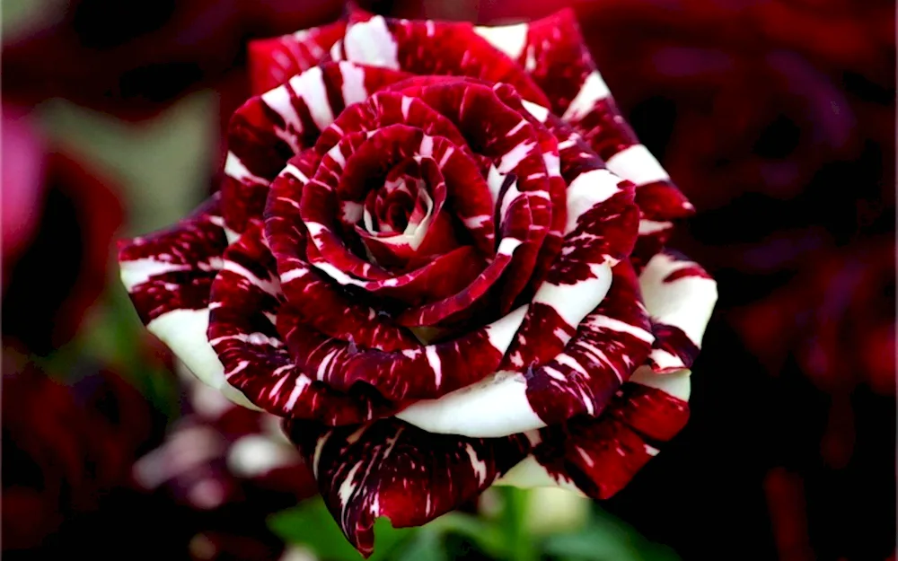 Rose flowers Rainbow