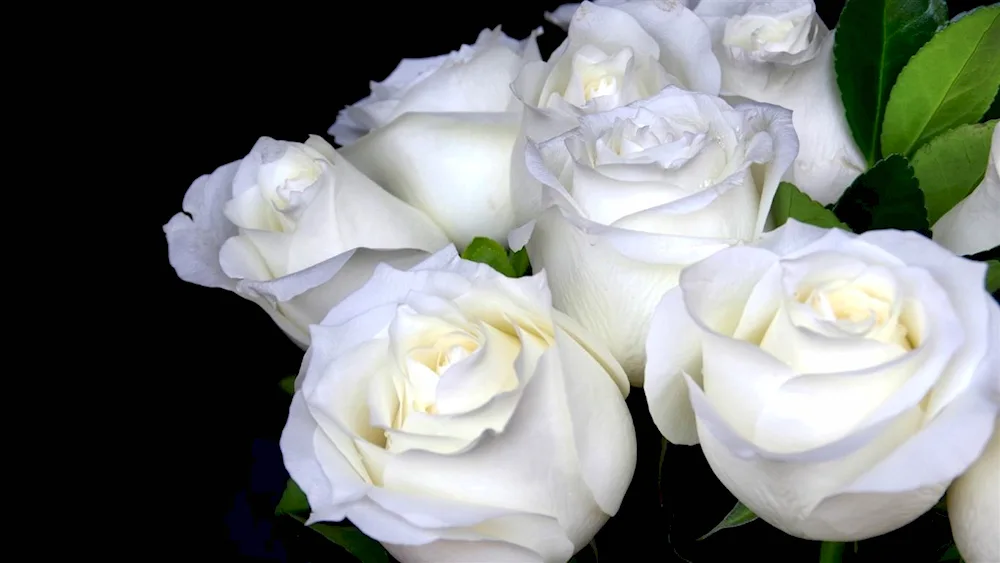 White Christmas rose