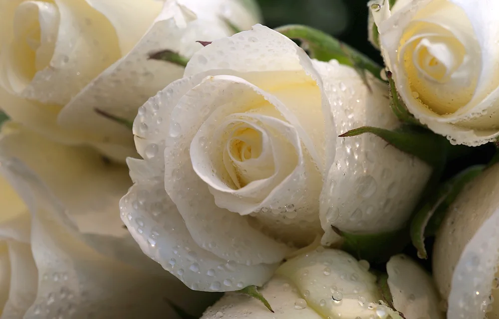 White rose