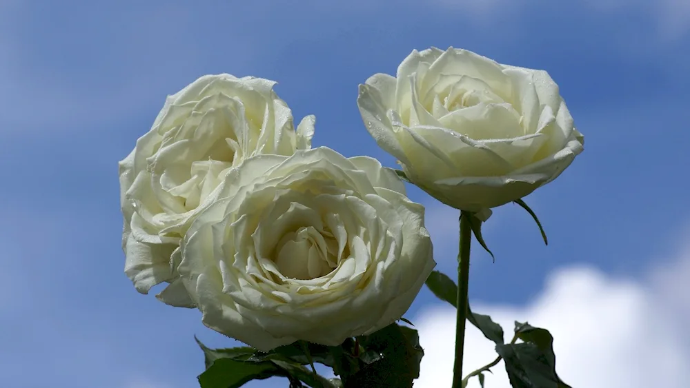 White Rose