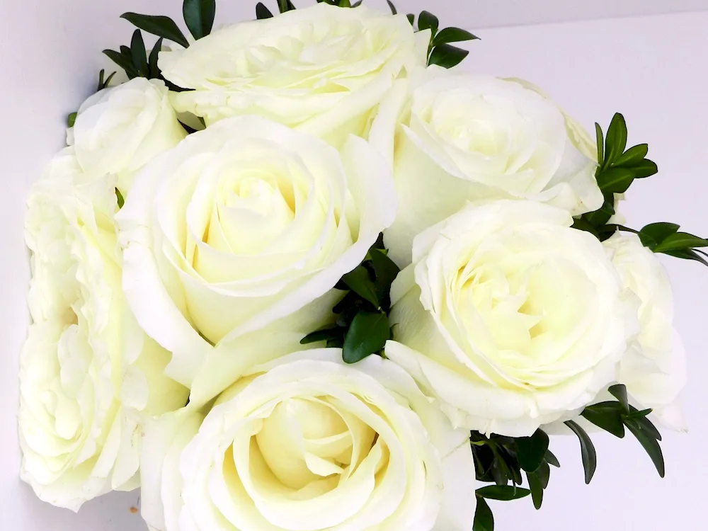 White roses