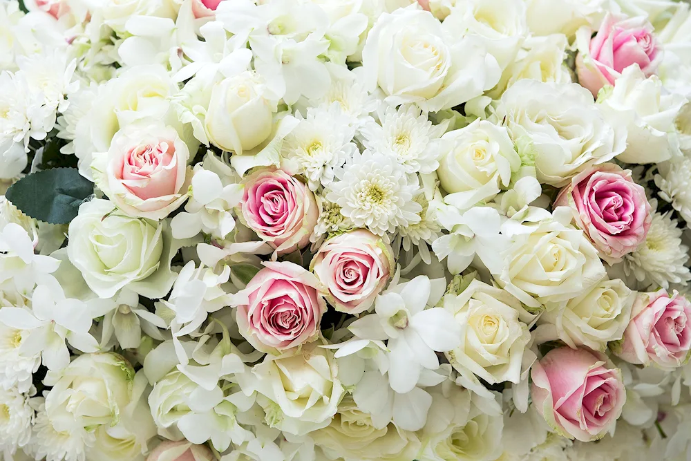 White roses