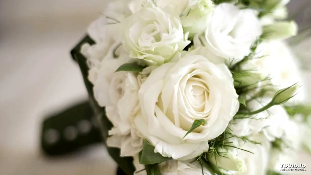 Beautiful white roses