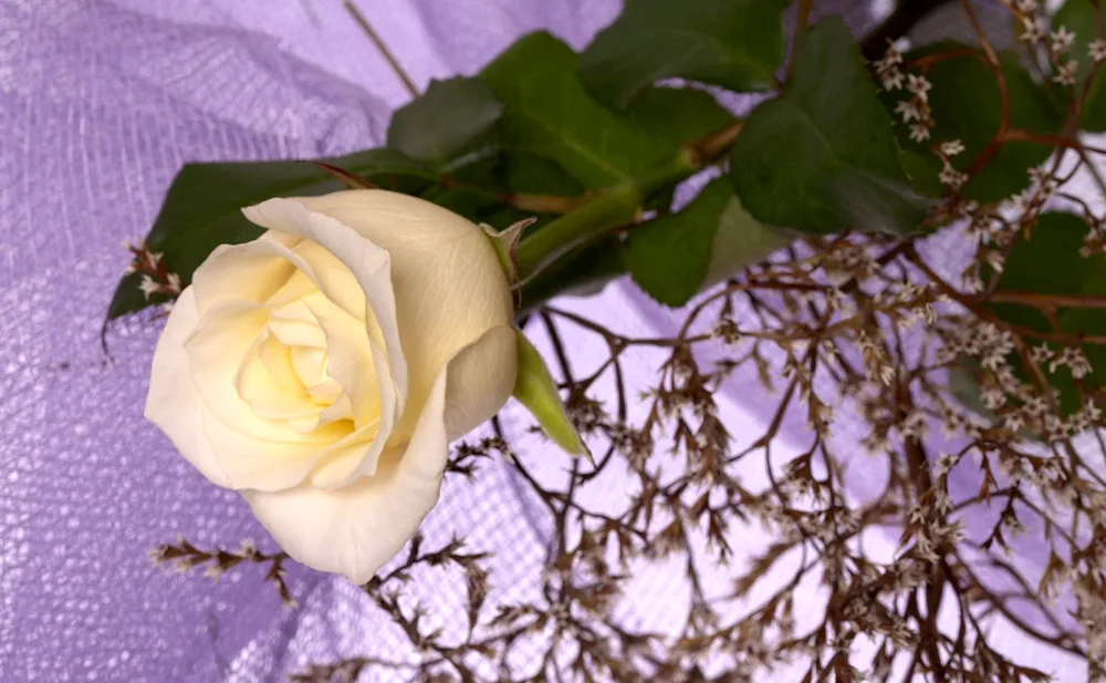 White Rose