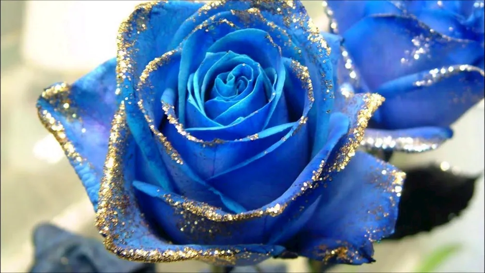 Wendella blue rose