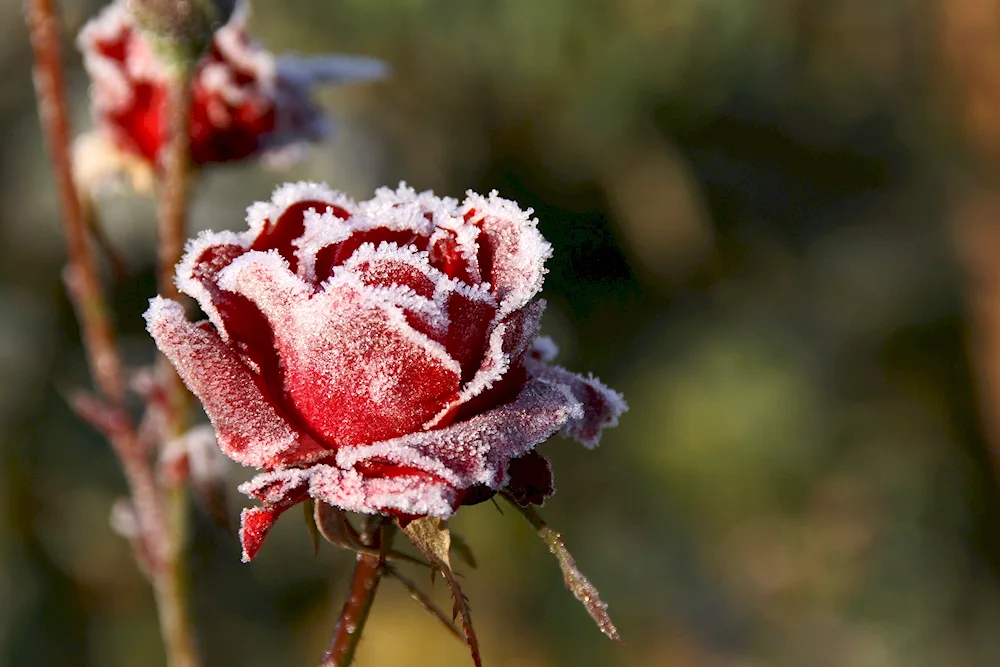 Rose Winter