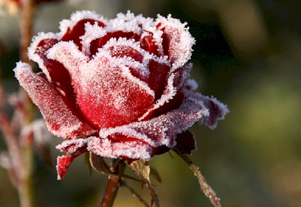 Winter flowers