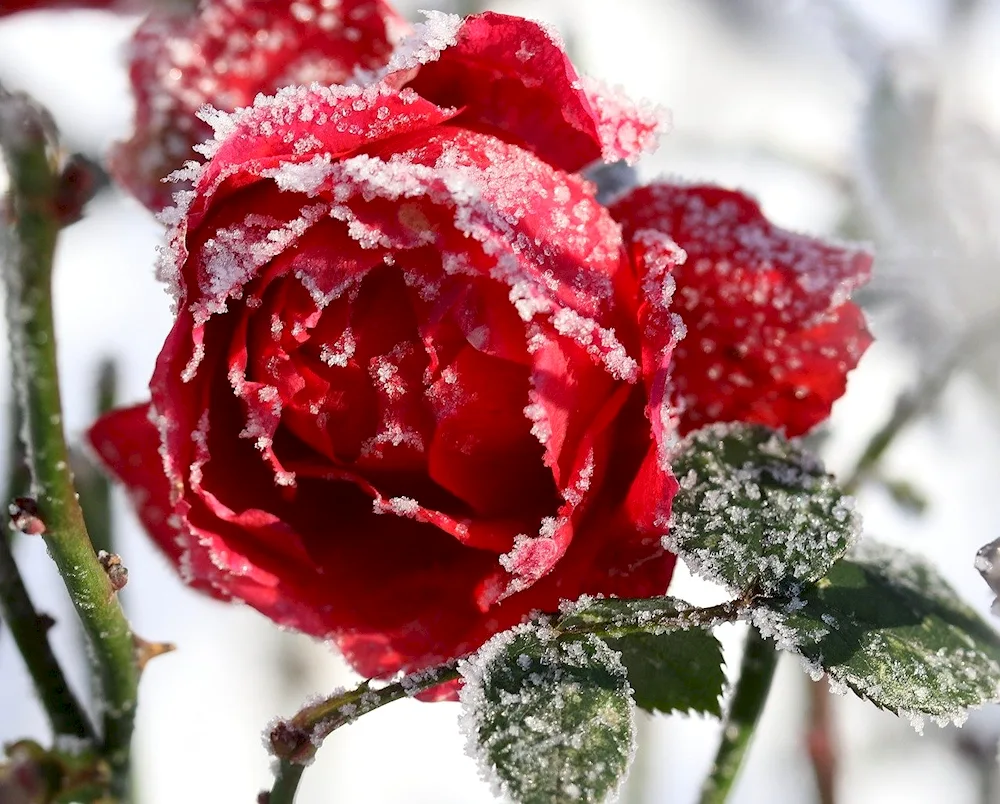 Rose Snow