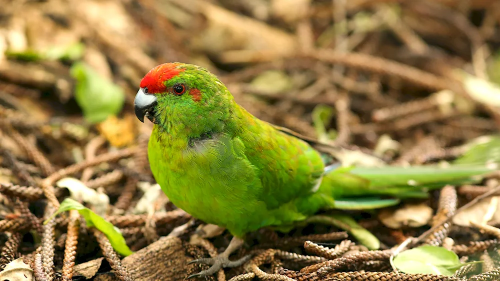 Wavy Parrots