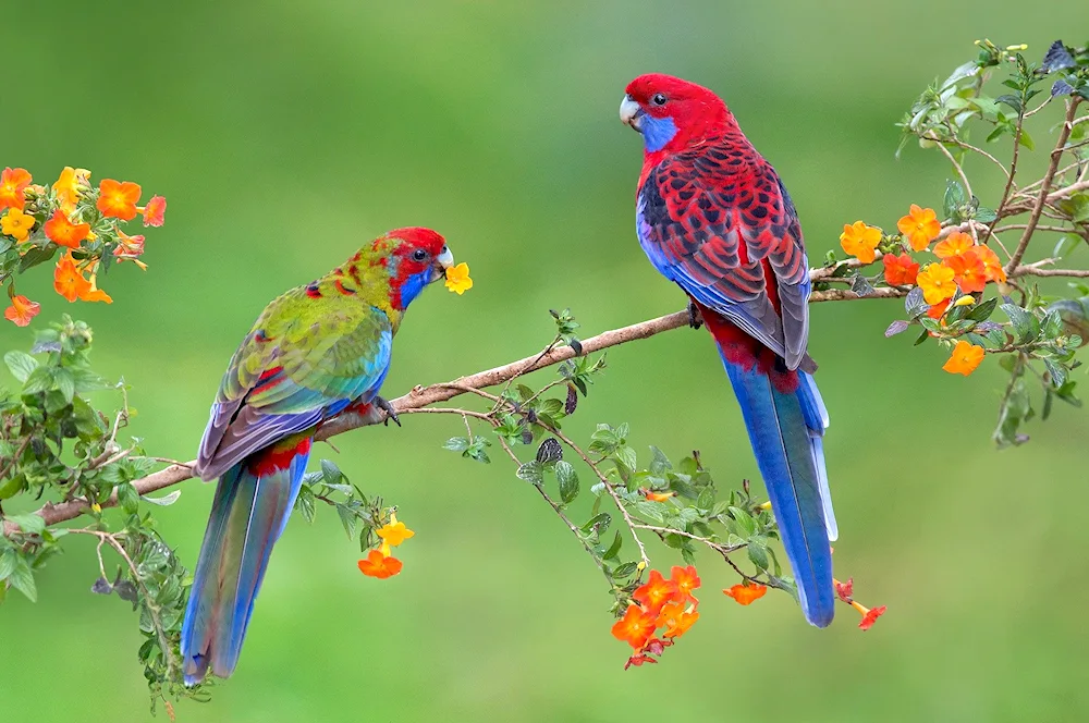 Rosella parrot