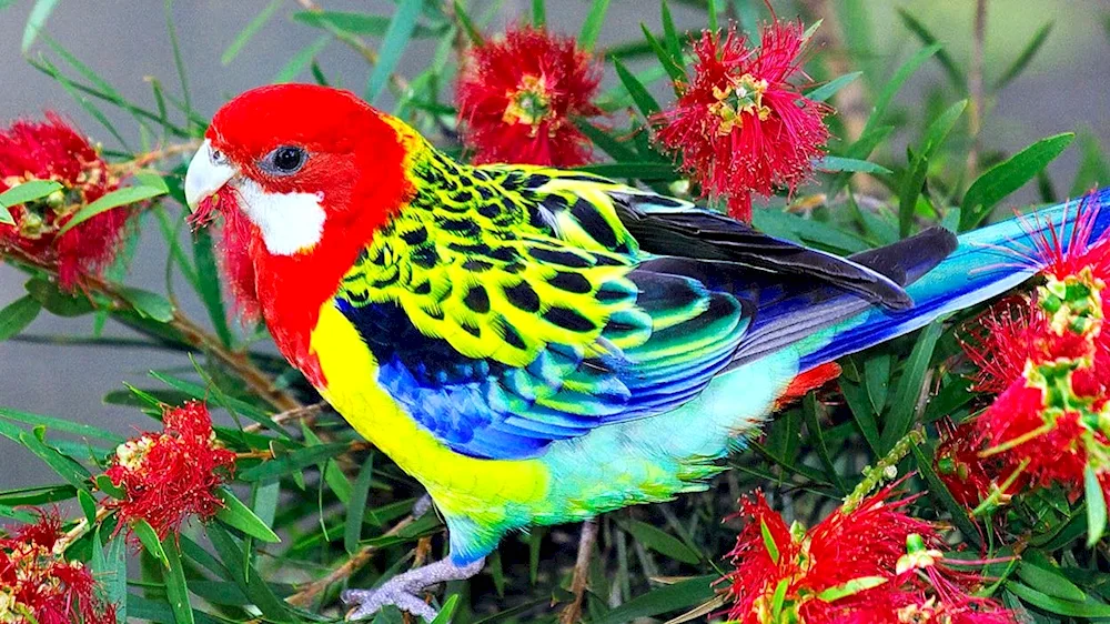 Lorikeet parrot