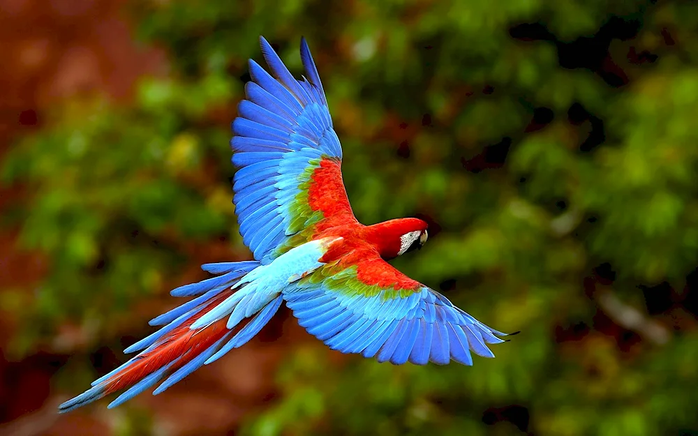 Rosella parrot