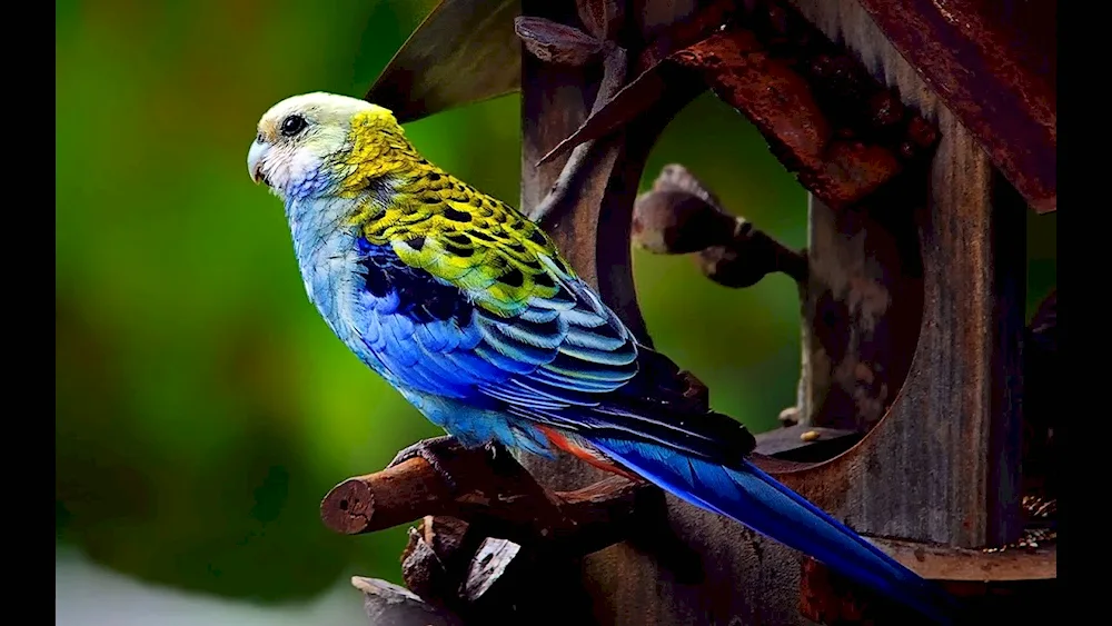 Ara hyacinth parrot