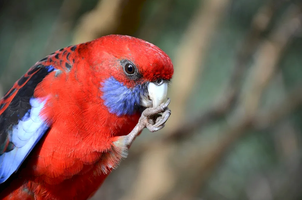 Ara hyacinth parrot