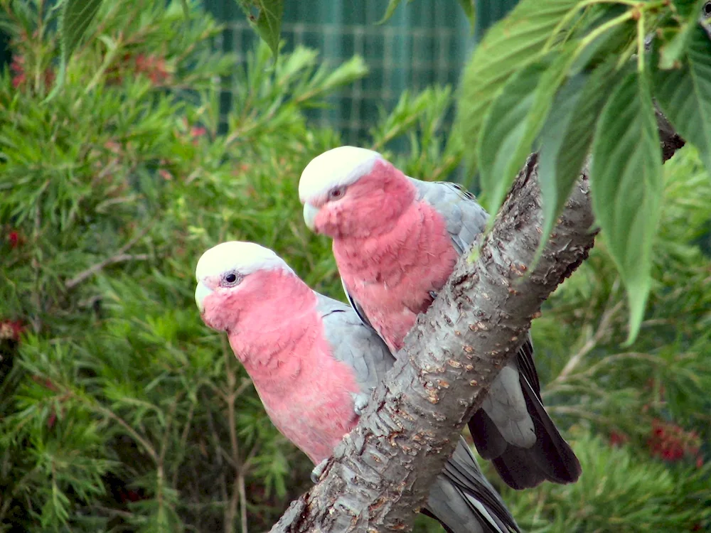 Rosella parrot pink