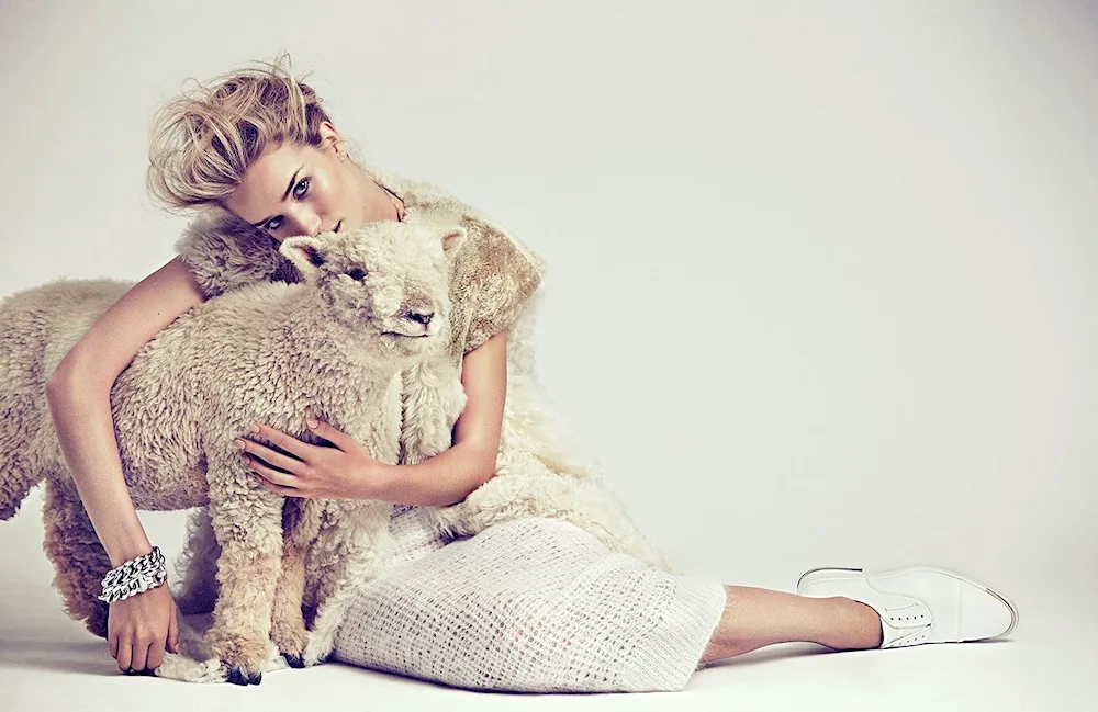 Curly Sheep