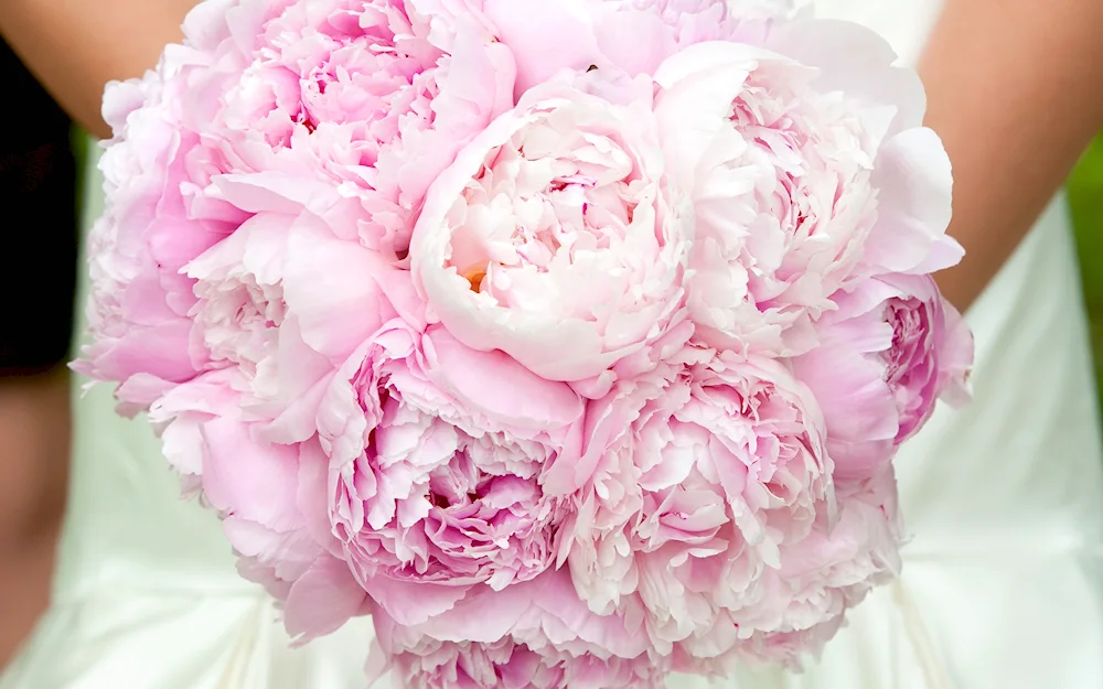 Peonies