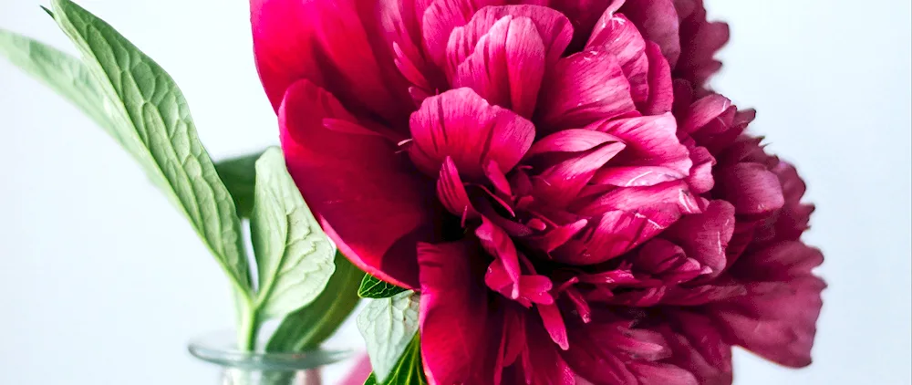 Burgundy peonies