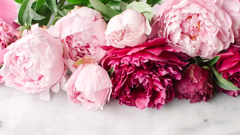 Rose-like peonies