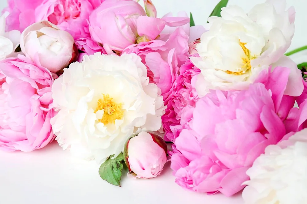 Pink Peonies