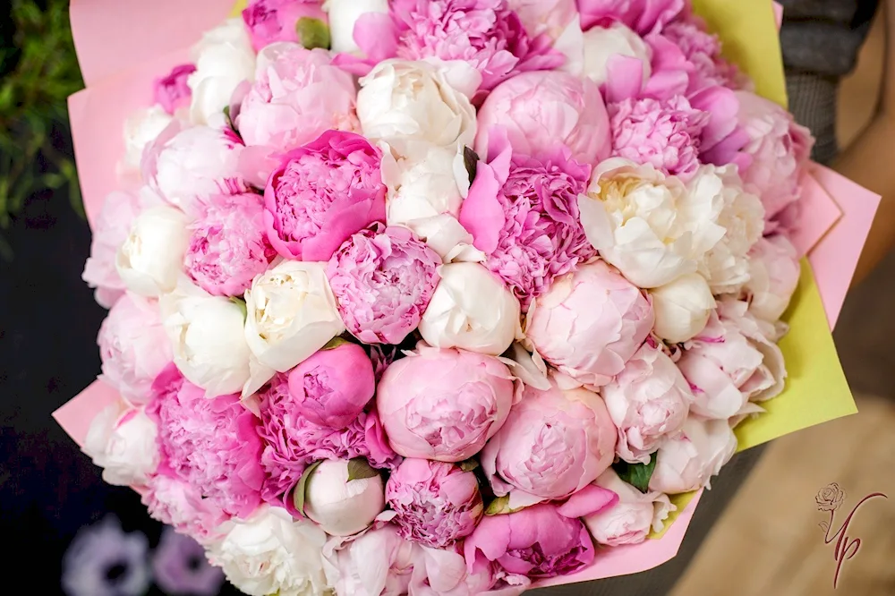 Pink-like peonies