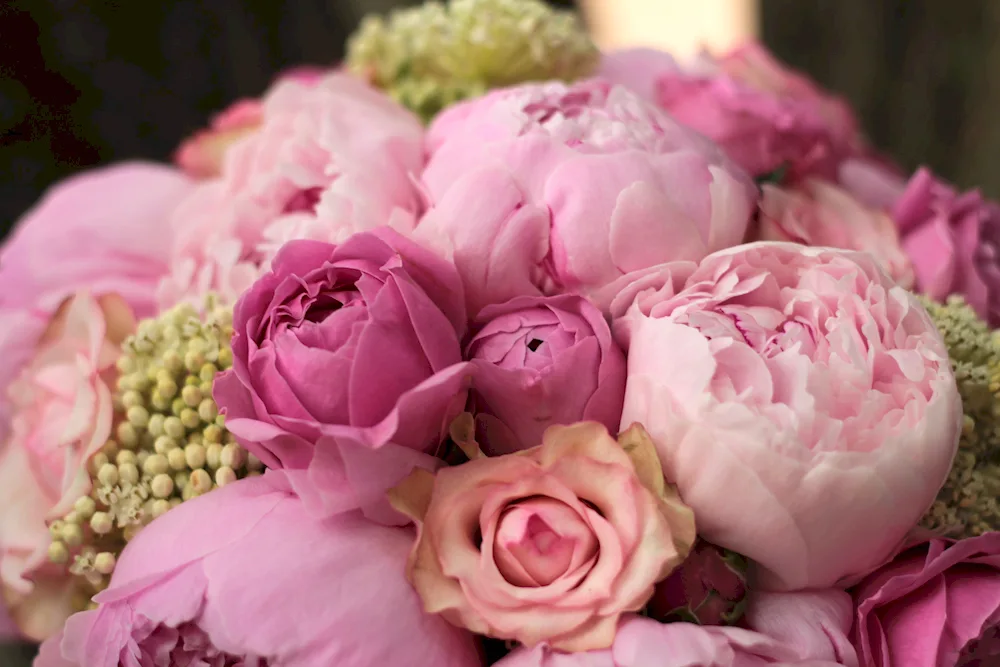 Pink-like peonies