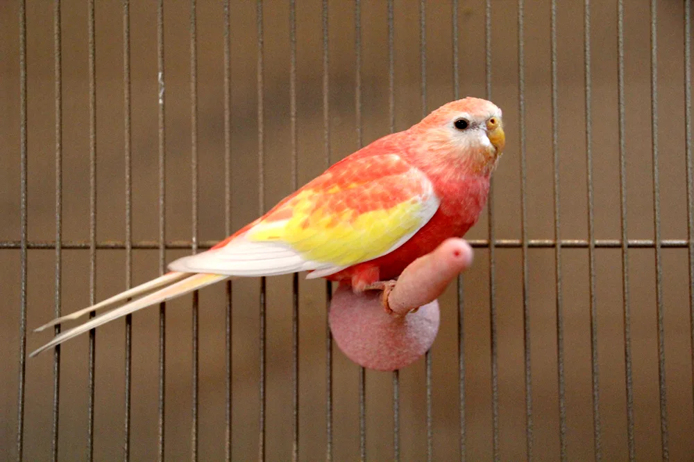 Peach-breasted parrots