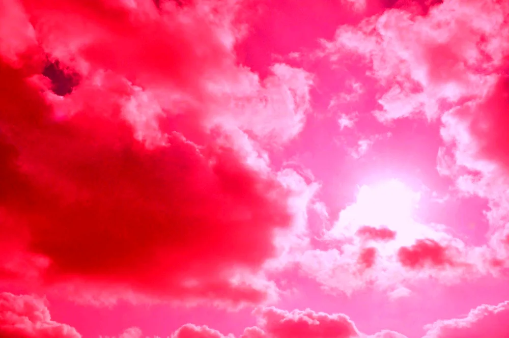 Cosmos pink violet