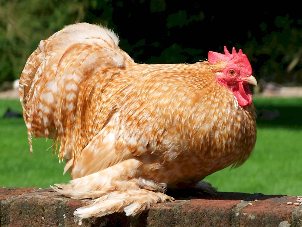 Araucana chicken