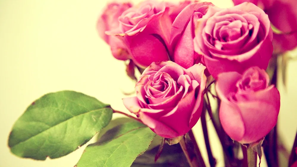 Pink roses