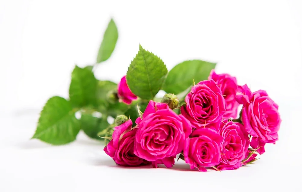 Rose bouquet lying