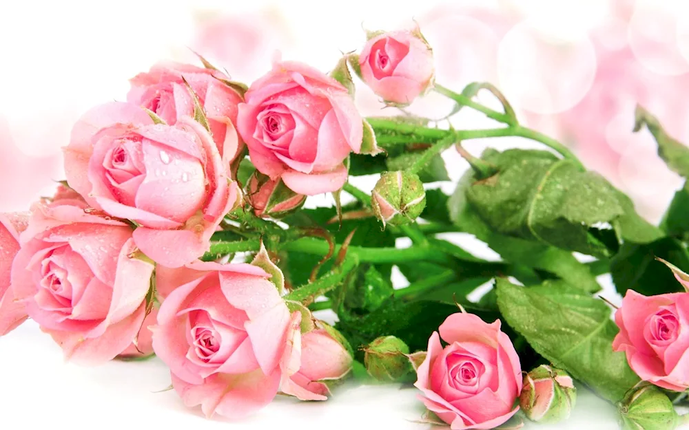 Rose Rosita