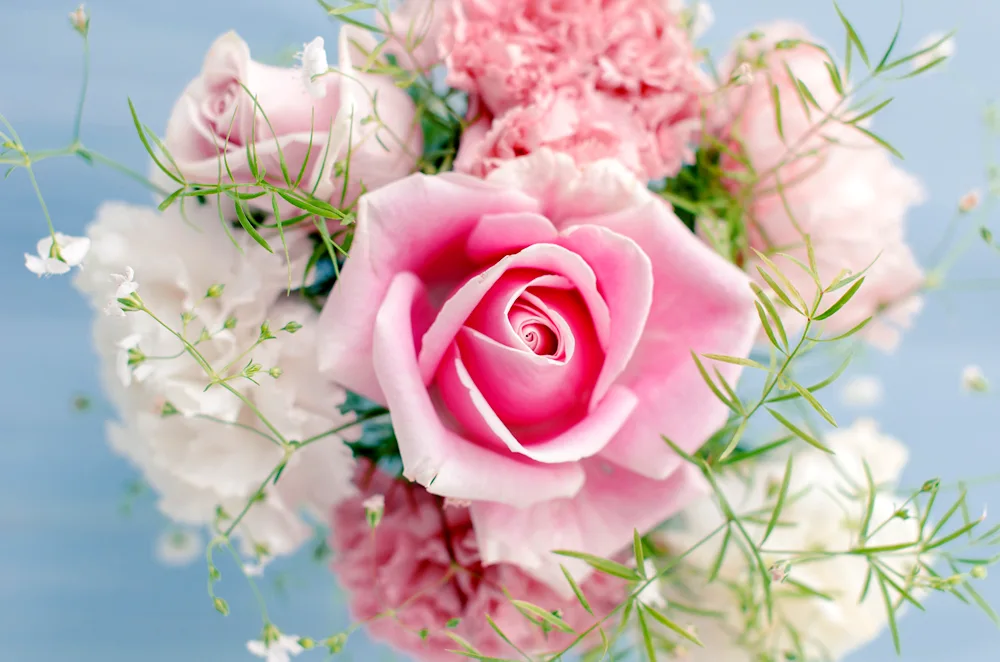 Pink roses on a blue background