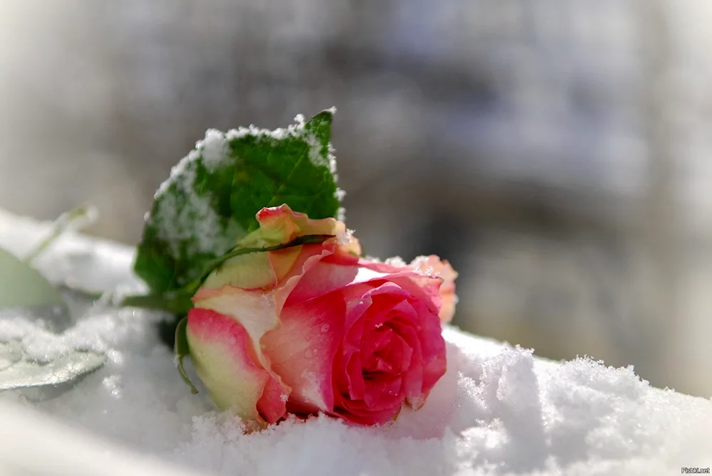 Pink roses in the snow