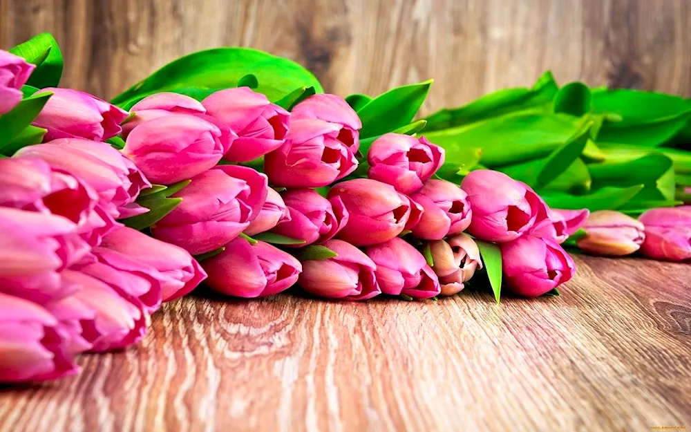 Pink tulips