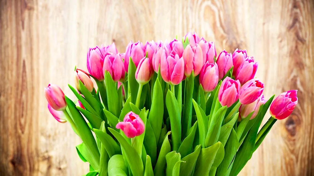 Tulip Pink