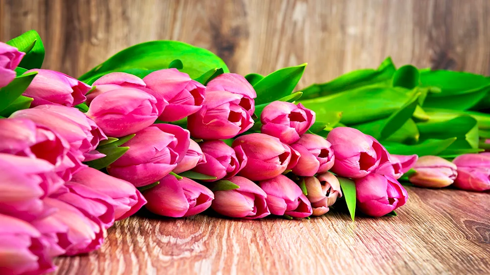 Pink tulips