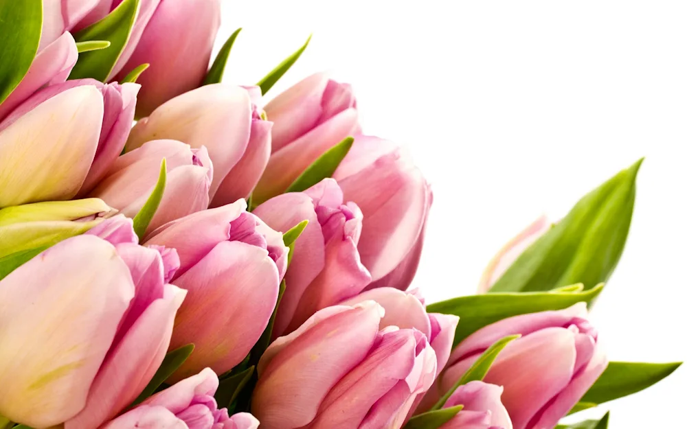 Sweet Rosy tulip bouquet ‘8th of March’