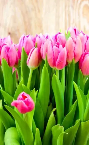 Pink tulips