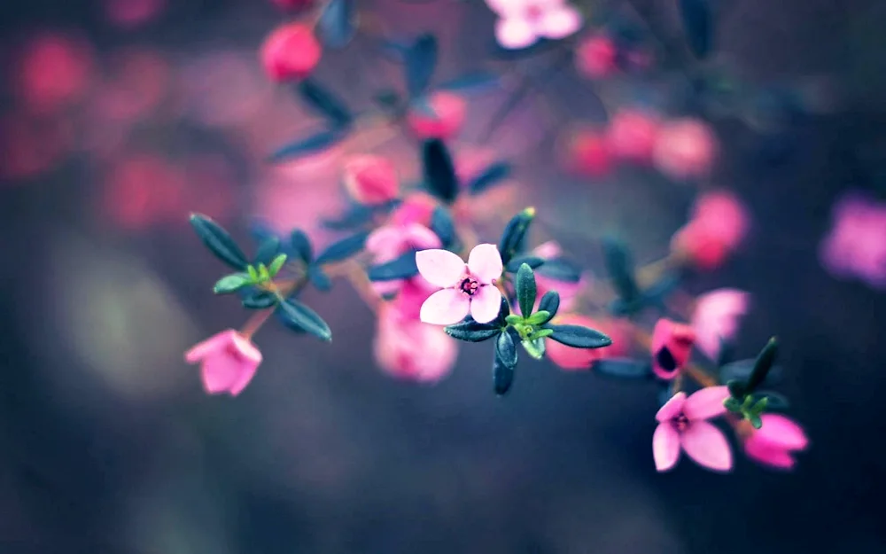 Pink flowers