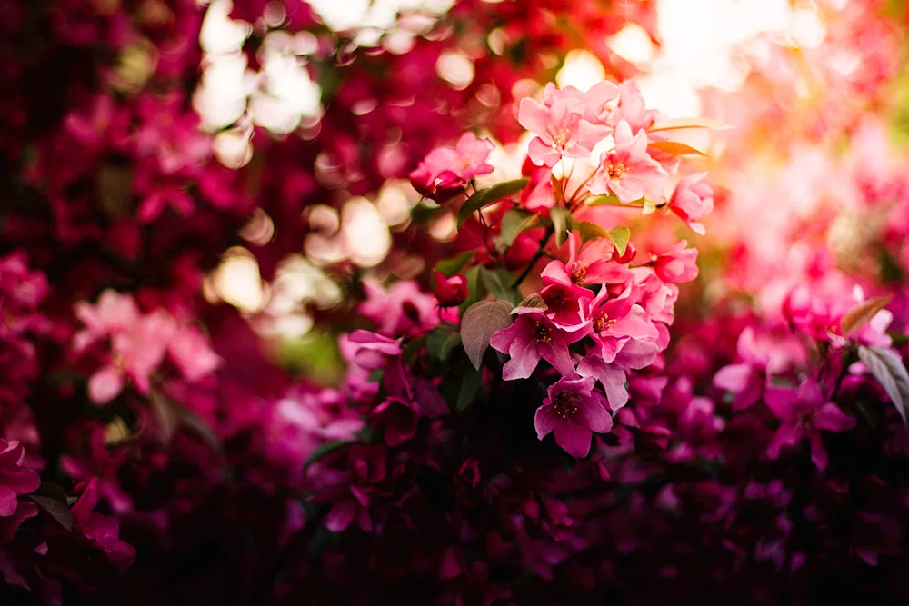 Pink flowers