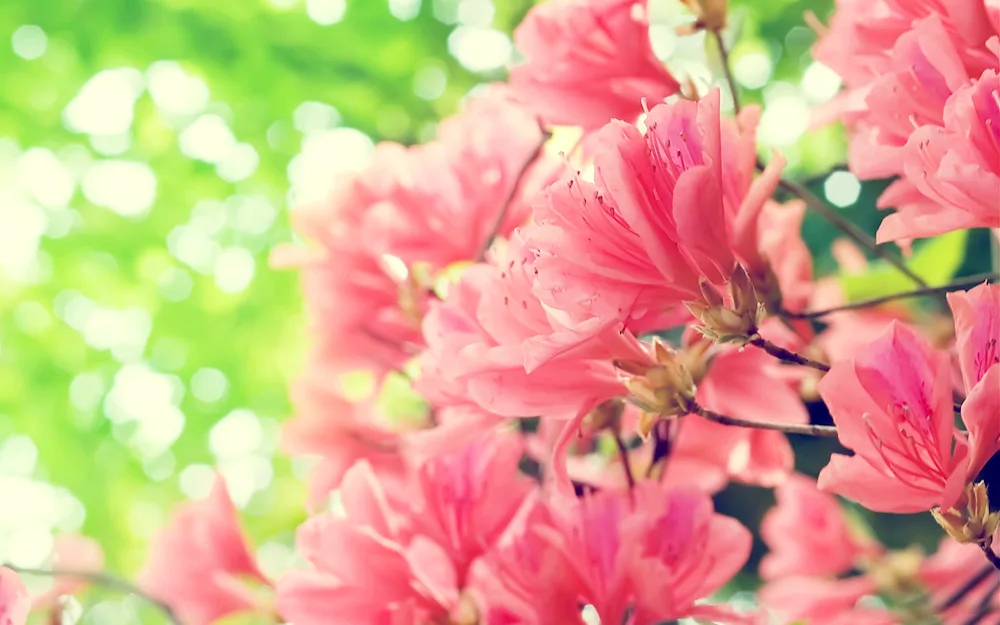 Pink flowers