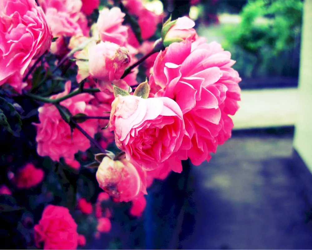 Pink flowers