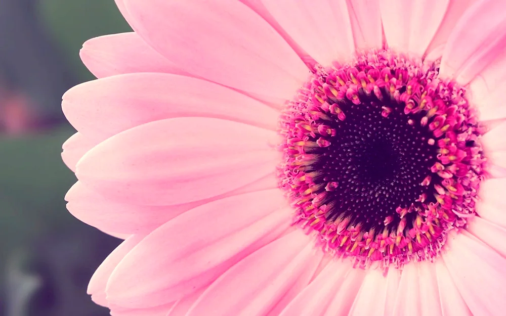Pink flowers
