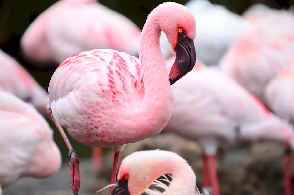 Pink Flamingo bird