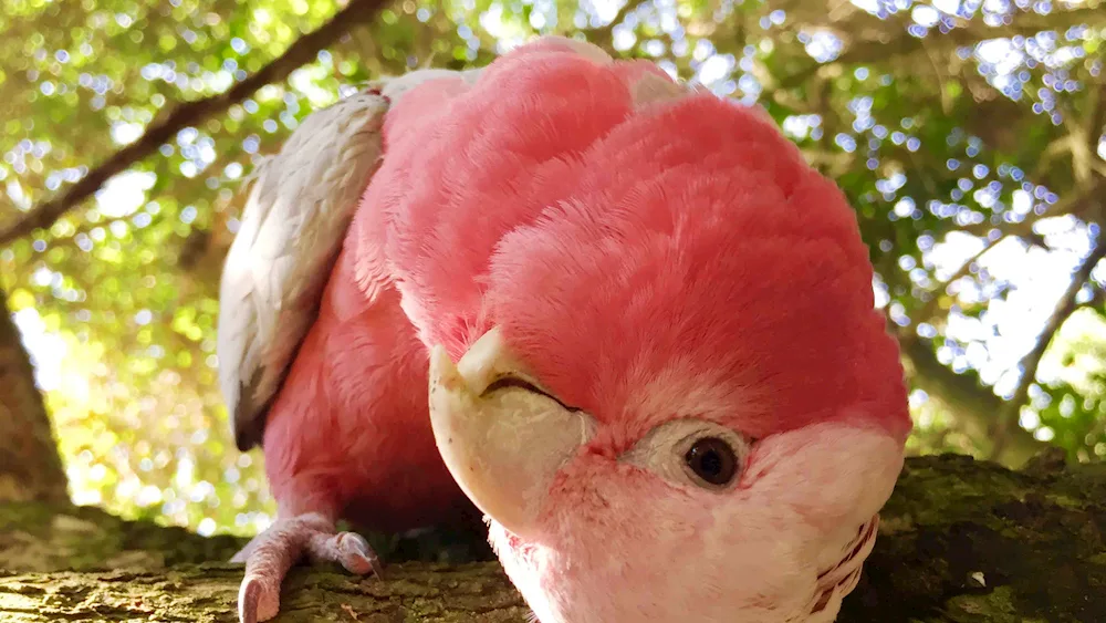 Pink Cockatoo