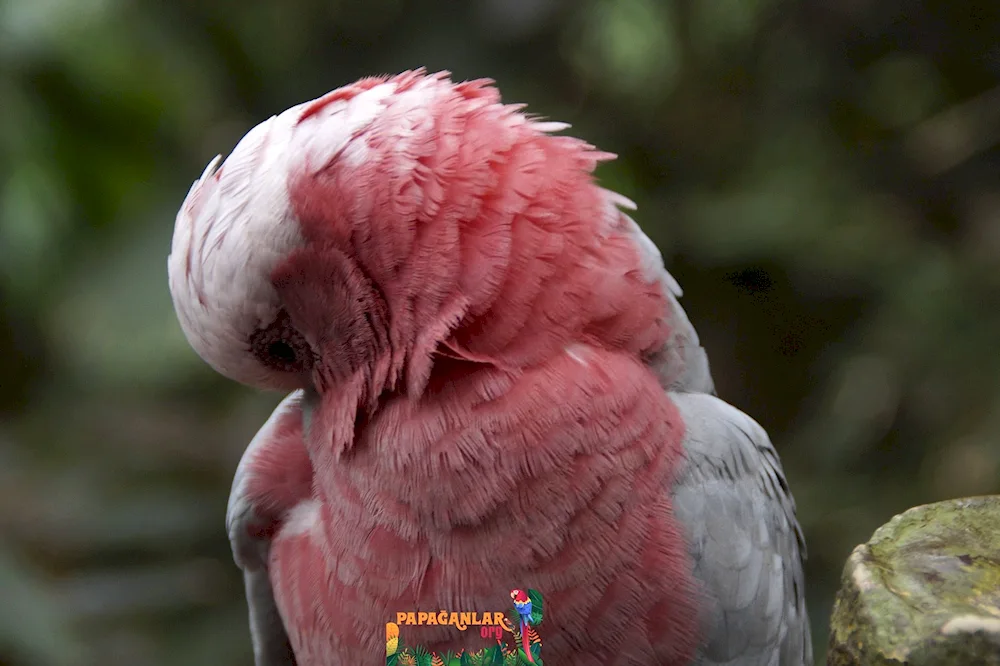 Pink Cockatoo Gala