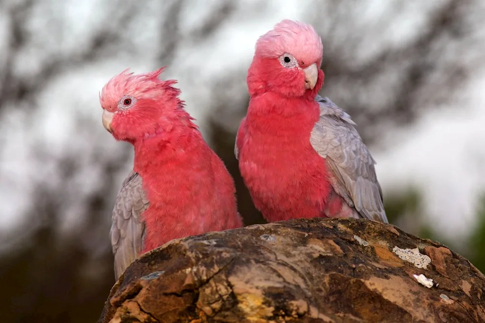 Pink Cockatoo Gala