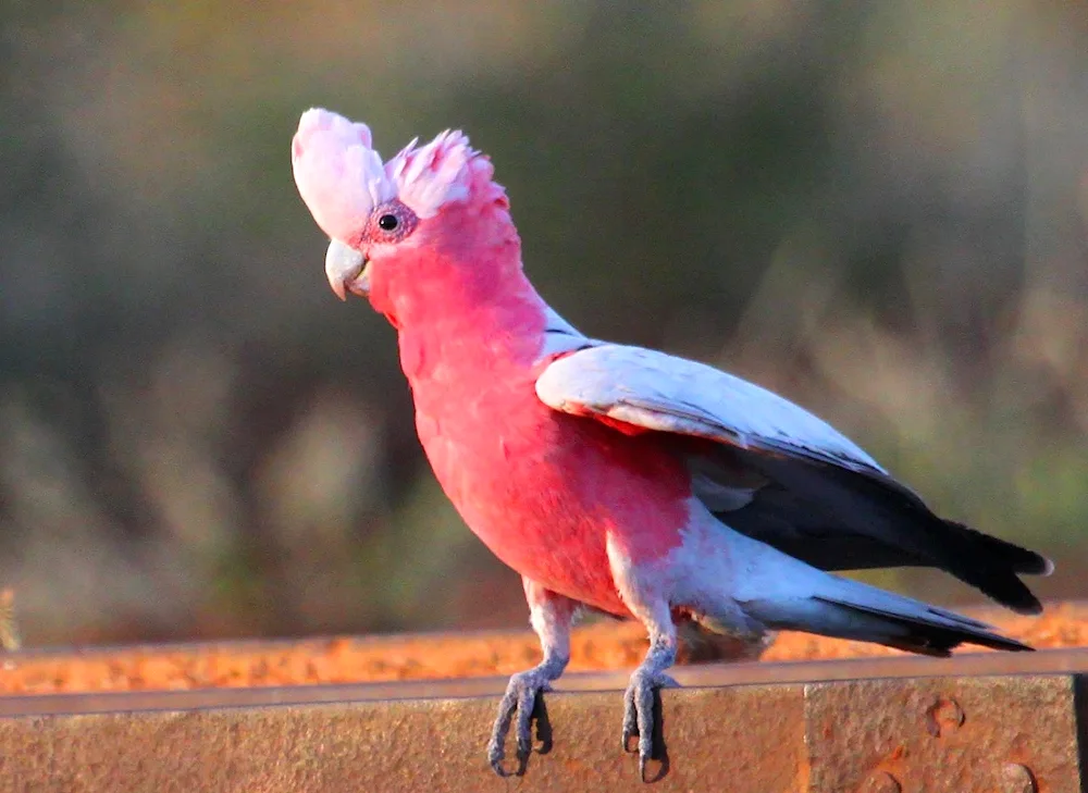 Pink Cockatoo Gala